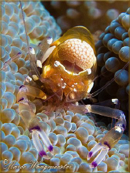 Pacific Clown Anemone Shrimp (Periclimenes brevicarpalis)... by Marco Waagmeester 